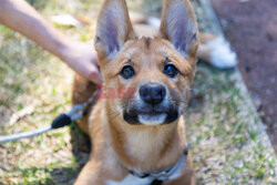 Młode dingo z australijskiego ZOO