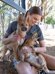 Młode dingo z australijskiego ZOO