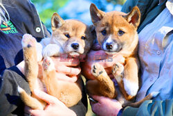 Młode dingo z australijskiego ZOO