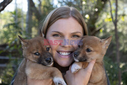 Młode dingo z australijskiego ZOO