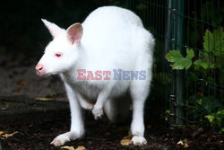 Kangur albinos w Zoo w Karlsruhe