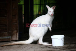 Kangur albinos w Zoo w Karlsruhe