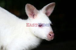 Kangur albinos w Zoo w Karlsruhe