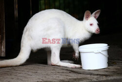 Kangur albinos w Zoo w Karlsruhe