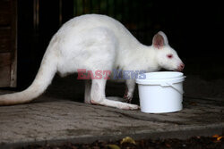 Kangur albinos w Zoo w Karlsruhe