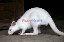 Kangur albinos w Zoo w Karlsruhe