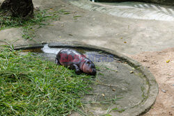 Baby hipopotam w Zoo w Tajlandii