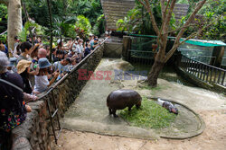 Baby hipopotam w Zoo w Tajlandii