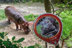 Baby hipopotam w Zoo w Tajlandii