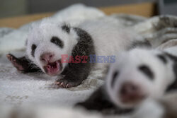 Nowo narodzone pandy w berlińskim zoo