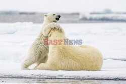 Młody niedźwiedź polarny bawi się z matką