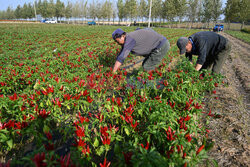 Zbiory papryczek chili w Chinach