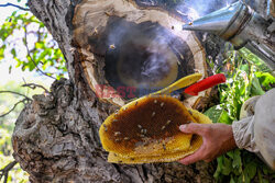 Pszczelarze szukają w górach pszczół, które uciekły z uli w Van w Turcji - Abaca