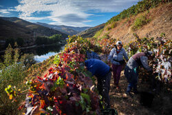 Porto z doliny Douro