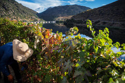 Porto z doliny Douro