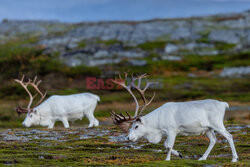 Norwegia turystycznie - Nur Photo