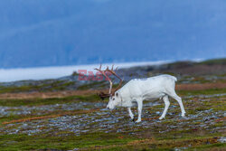 Norwegia turystycznie - Nur Photo