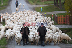 Redyki w Polsce - AFP