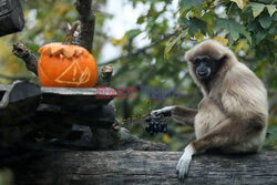 Halloween w ZOO w Zagrzebiu