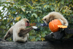 Halloween w ZOO w Zagrzebiu