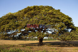 Życie na wyspie Marajo - Nur Photo