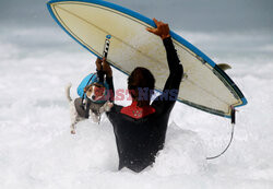 Benji - pies surfer