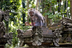 Rezerwat makaków na Bali