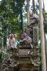 Rezerwat makaków na Bali