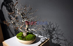 Bonsai i Ikebana - wystawa na 30-lecie Muzeum Manggha w Krakowie