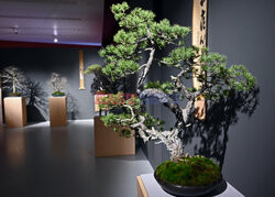 Bonsai i Ikebana - wystawa na 30-lecie Muzeum Manggha w Krakowie