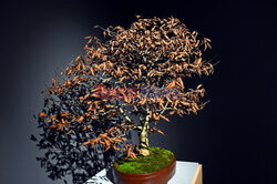 Bonsai i Ikebana - wystawa na 30-lecie Muzeum Manggha w Krakowie