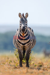 Zebra pokazuje język