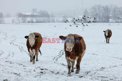 Opady śniegu w Niemczech