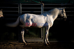 International Horse Show w Sewilli