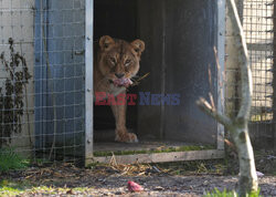 Ukraińskie lwice w ZOO w West Calder