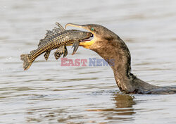 Kormoran połyka rybę