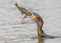 Kormoran połyka rybę