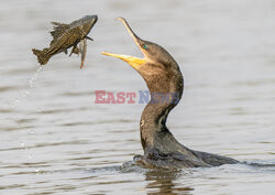 Kormoran połyka rybę