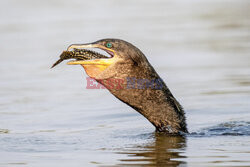 Kormoran połyka rybę