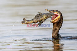 Kormoran połyka rybę