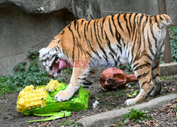 Święto Dziękczynienia w ZOO