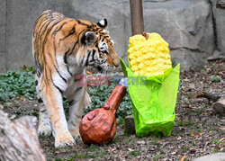 Święto Dziękczynienia w ZOO