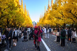 Żółte liście miłorzębów w parku Jingu-gaien w Tokio