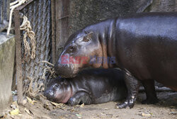 Młody hipopotam atrakcją zoo w Si Racha