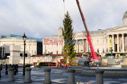 Na Trafalgar Square stanęła choinka