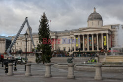 Na Trafalgar Square stanęła choinka