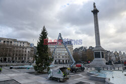 Na Trafalgar Square stanęła choinka