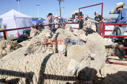 Pokaz zwierząt gospodarskich National Livestock Show