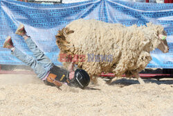 Pokaz zwierząt gospodarskich National Livestock Show