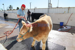 Pokaz zwierząt gospodarskich National Livestock Show